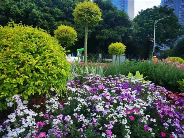 一道串九园 造出一条新经济大道｜锦江大道刷新工程树模段完工 - 新闻动态 - 申博官网